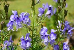 Image of Aconitum napellus subsp. corsicum (Gayer) W. Seitz