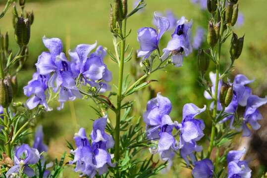 Слика од Aconitum napellus subsp. corsicum (Gayer) W. Seitz