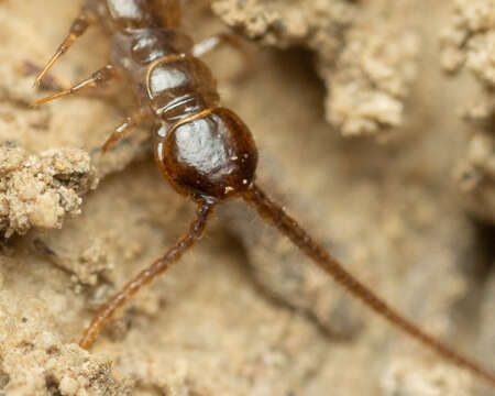 Image of Lithobius calcaratus C. L. Koch 1844