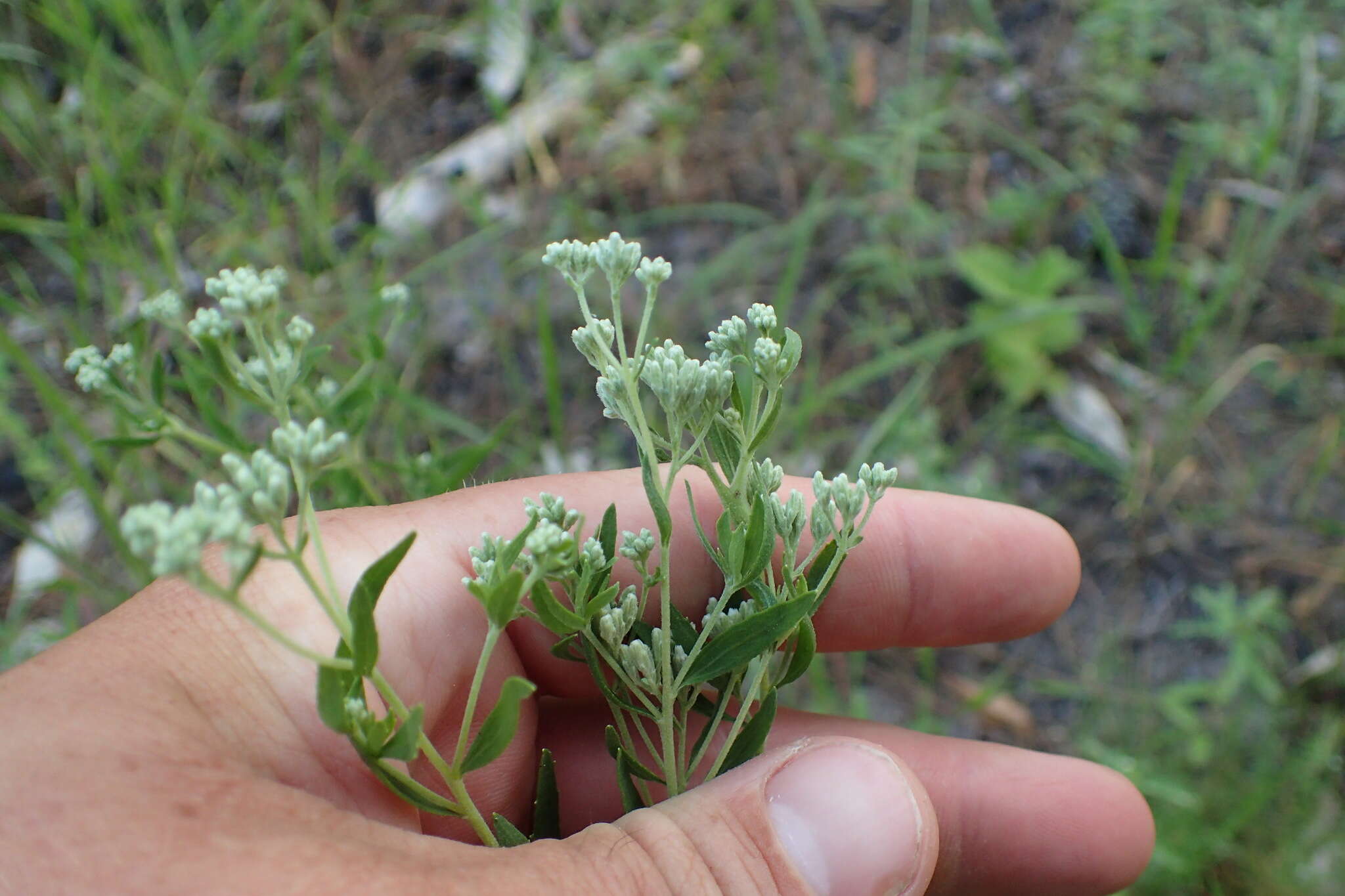 Image of Small-Flower Thoroughwort