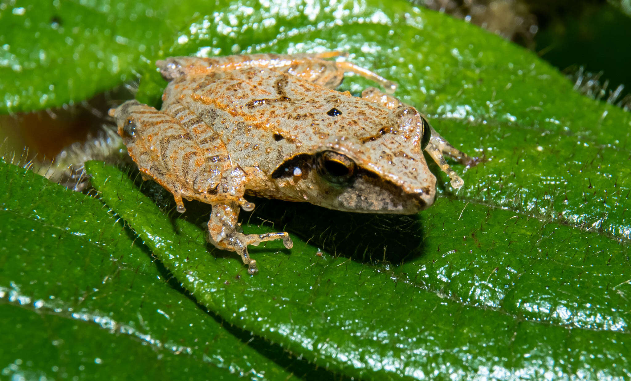 Image de Pristimantis thectopternus (Lynch 1975)