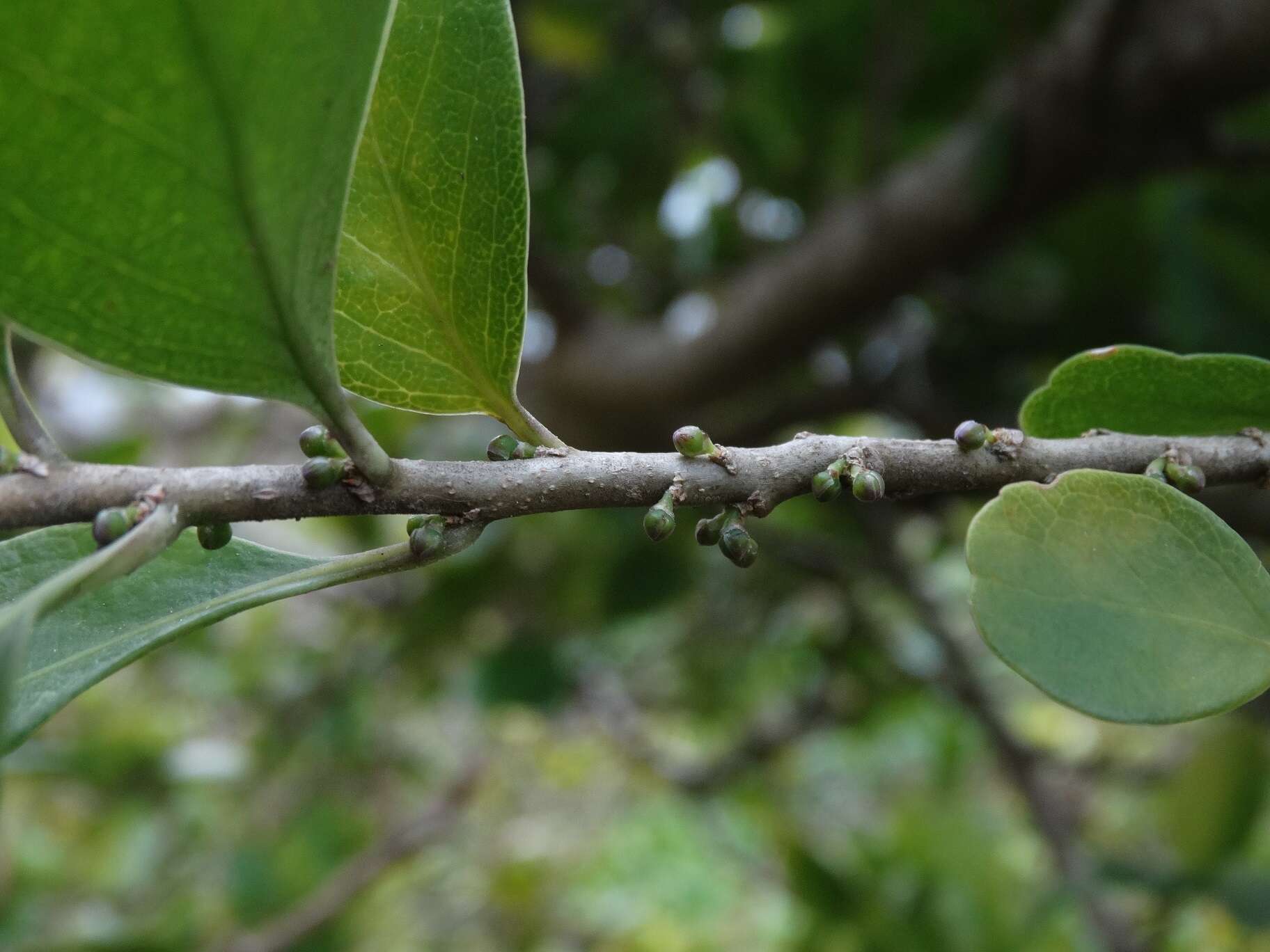 Melicytus venosus Courtney, Heenan, Molloy & de Lange resmi