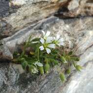 صورة Cerastium pedunculatum Gaudin