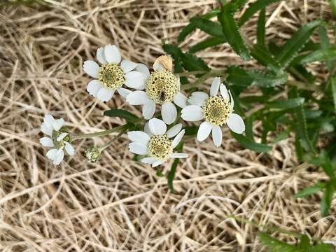 Image of Sneezeweed