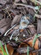 Image of Coprinopsis pachyderma (Bogart) Redhead, Vilgalys & Moncalvo 2001