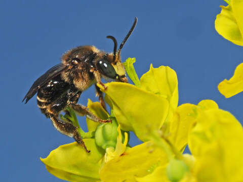 Image de Macropis europaea Warncke 1973