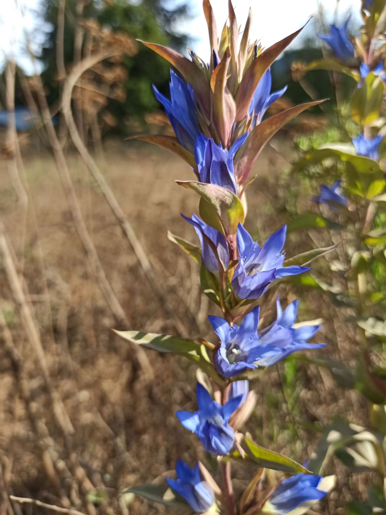 Image de Gentiana spathacea Kunth