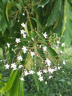 Image of Cordia oncocalyx F. Allem.