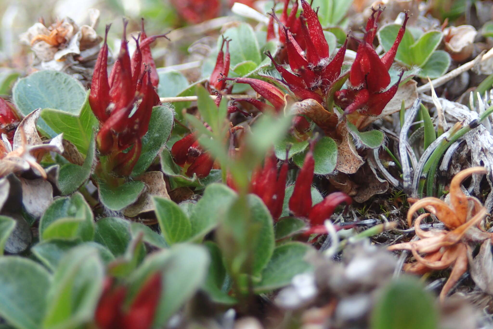 Sivun Salix rotundifolia Trautv. kuva