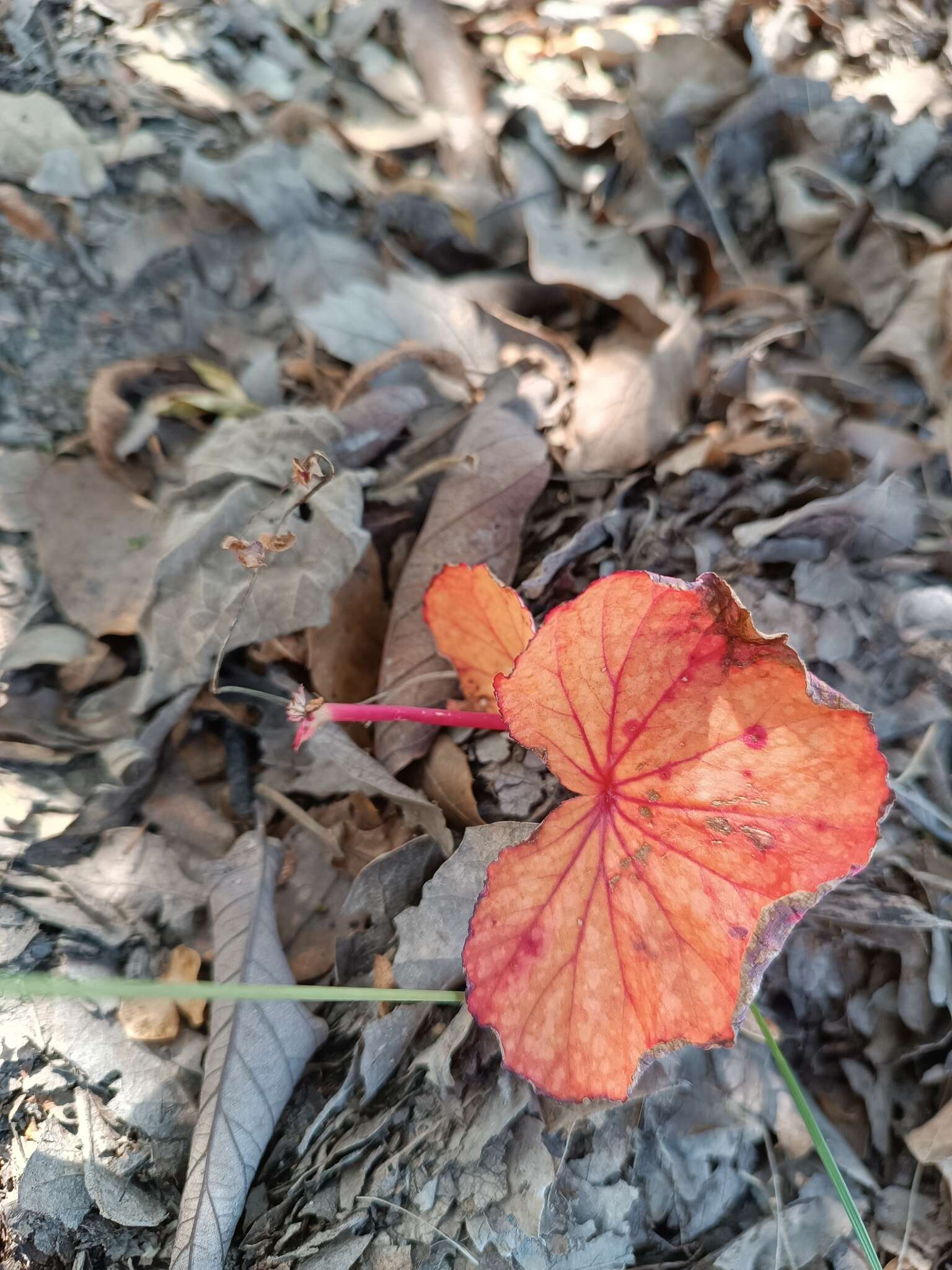 Image of Begonia tapatia Burt-Utley & McVaugh