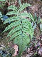 Sivun Athyrium delavayi var. subrigescens (Hayata) Yea C. Liu, W. L. Chiou & H. Y. Liu kuva