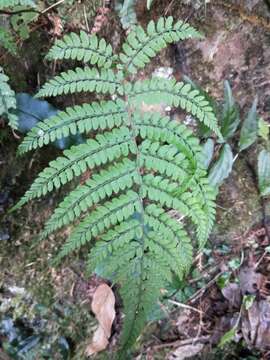 Image of Athyrium delavayi var. subrigescens (Hayata) Yea C. Liu, W. L. Chiou & H. Y. Liu