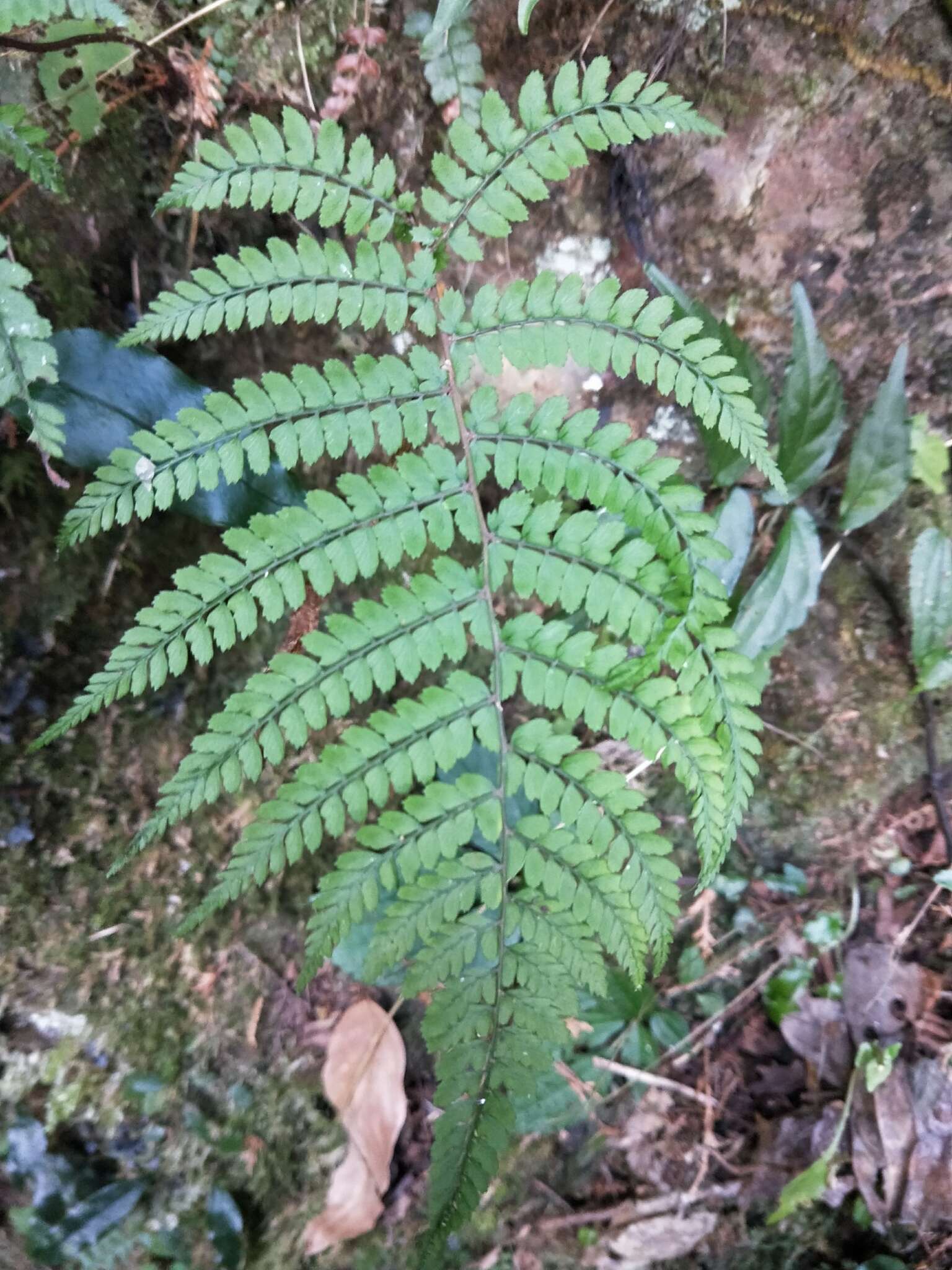 Sivun Athyrium delavayi var. subrigescens (Hayata) Yea C. Liu, W. L. Chiou & H. Y. Liu kuva