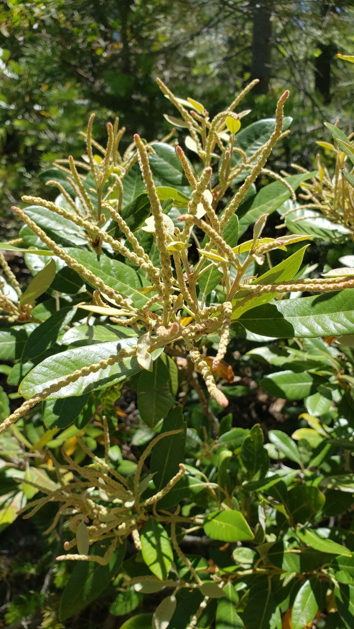 Notholithocarpus densiflorus var. echinoides (R. Br. ter) Manos, Cannon & S. H. Oh的圖片