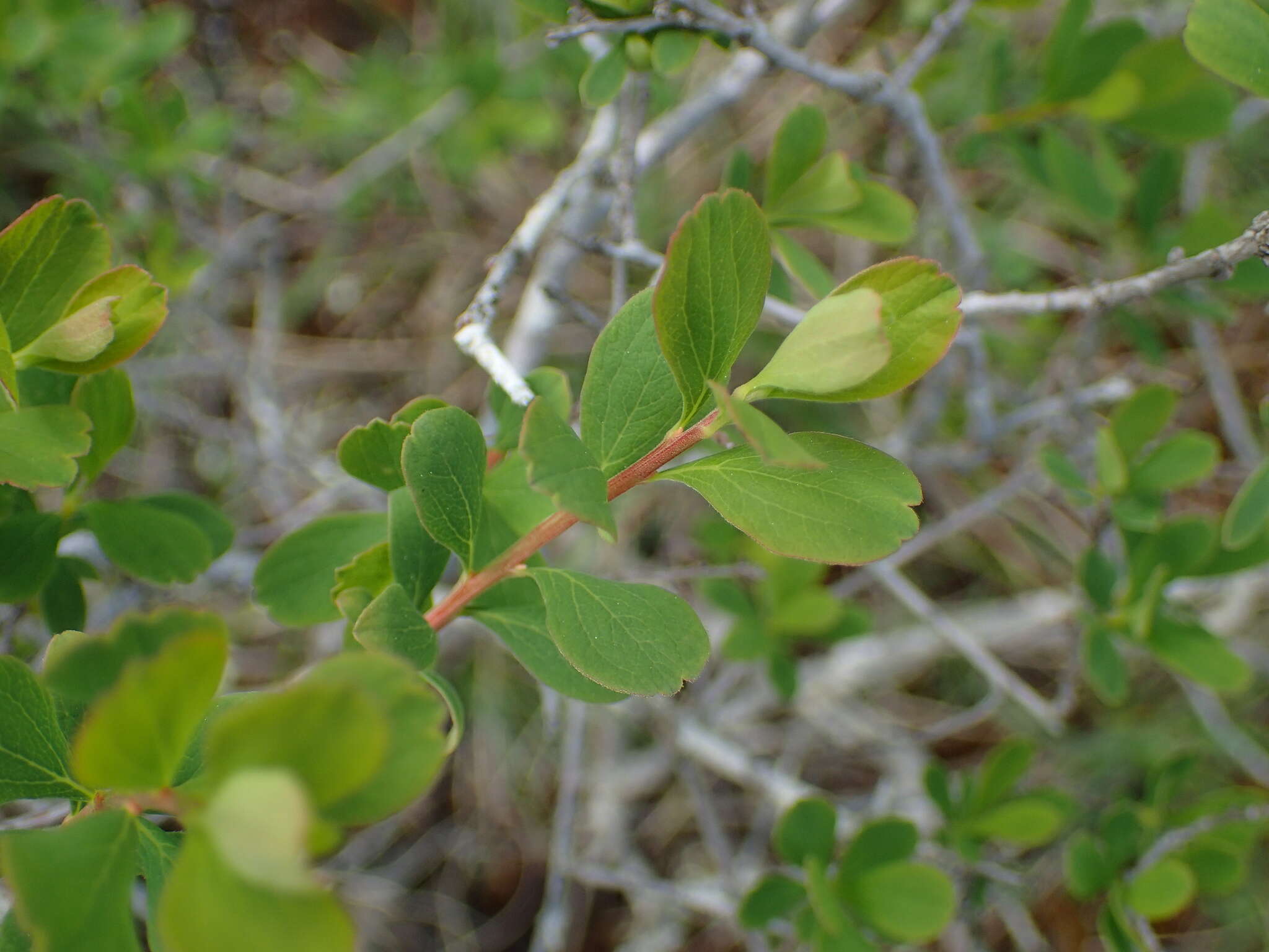 Image of Spiraea hypericifolia subsp. obovata (Waldst. & Kit. ex Willd.) Dostál