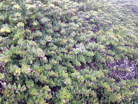 Image of San Bruno Mountain manzanita