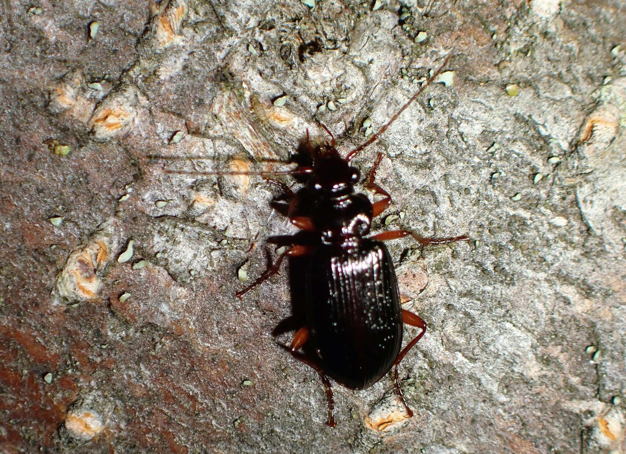 Слика од Platypatrobus