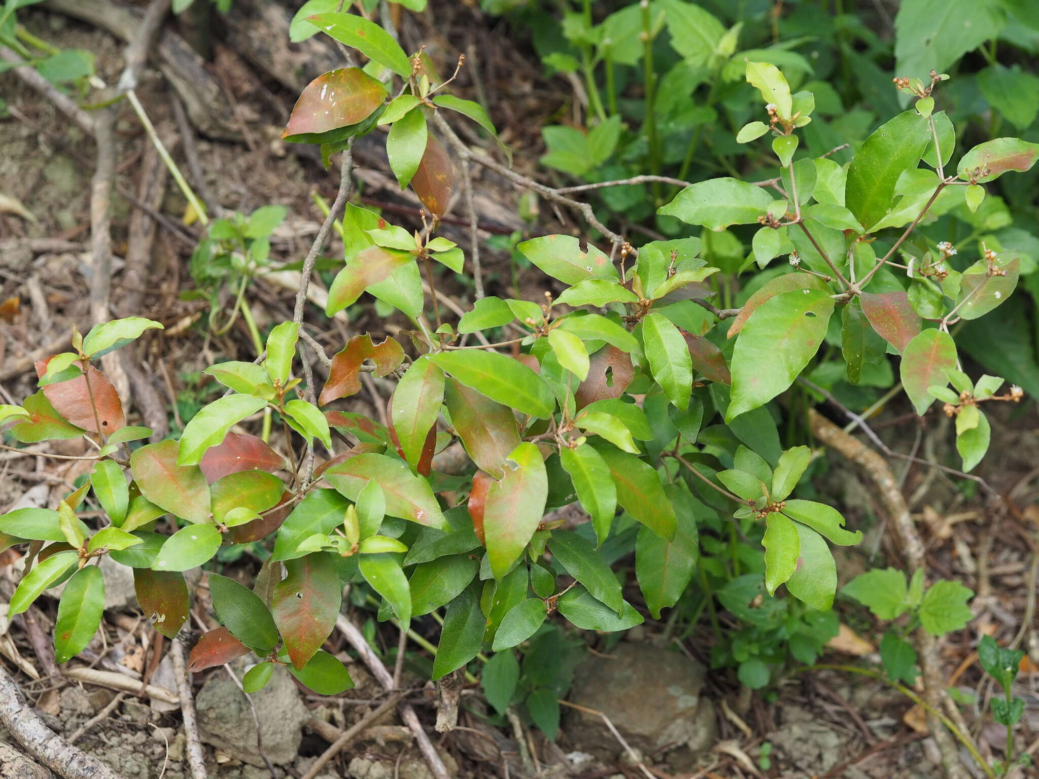 Слика од Croton cascarilloides Raeusch.