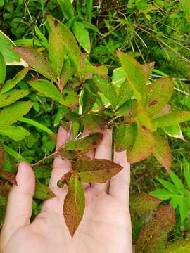 Vaccinium smallii A. Gray resmi