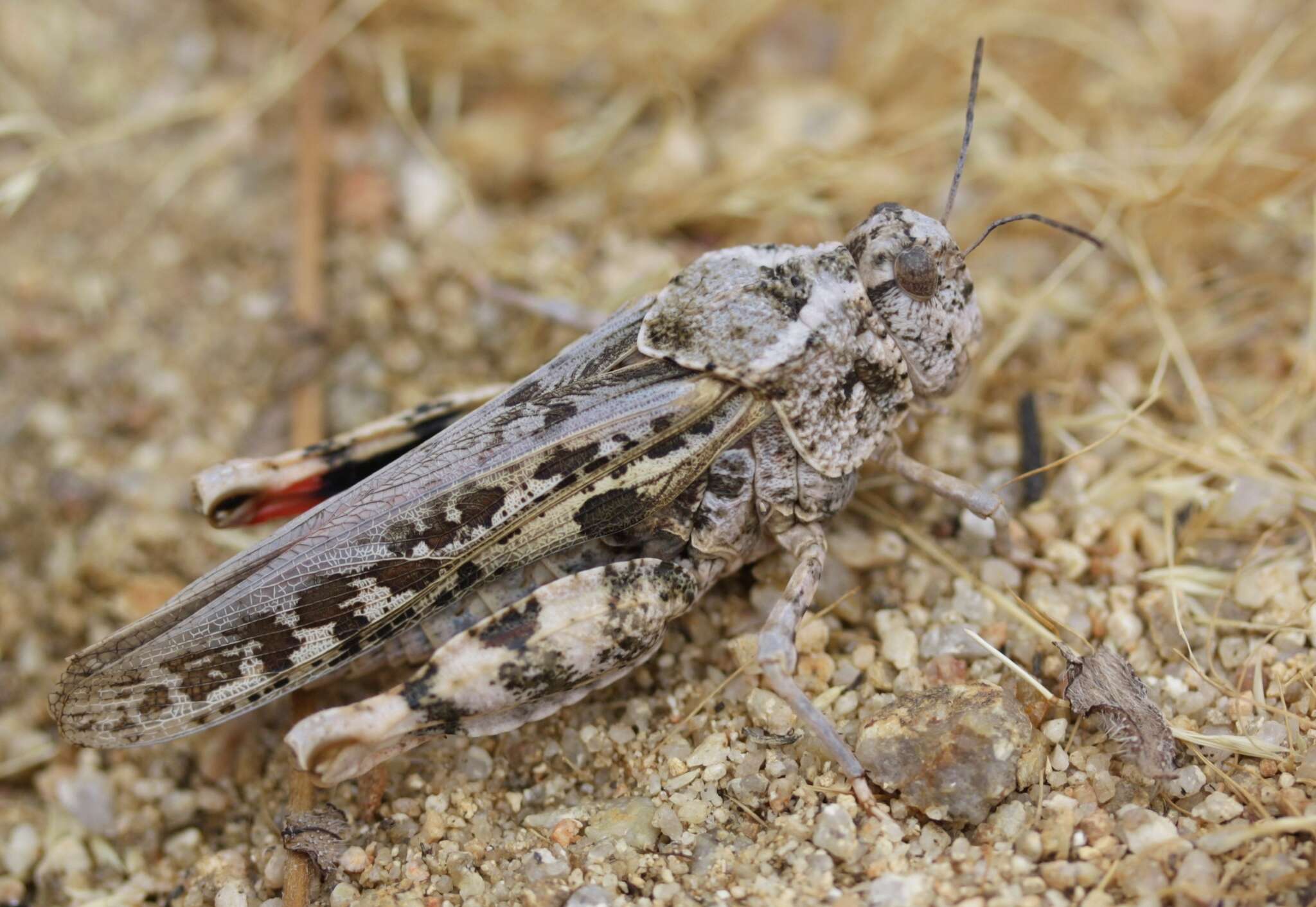 Image of Xanthippus olancha (Caudell 1921)