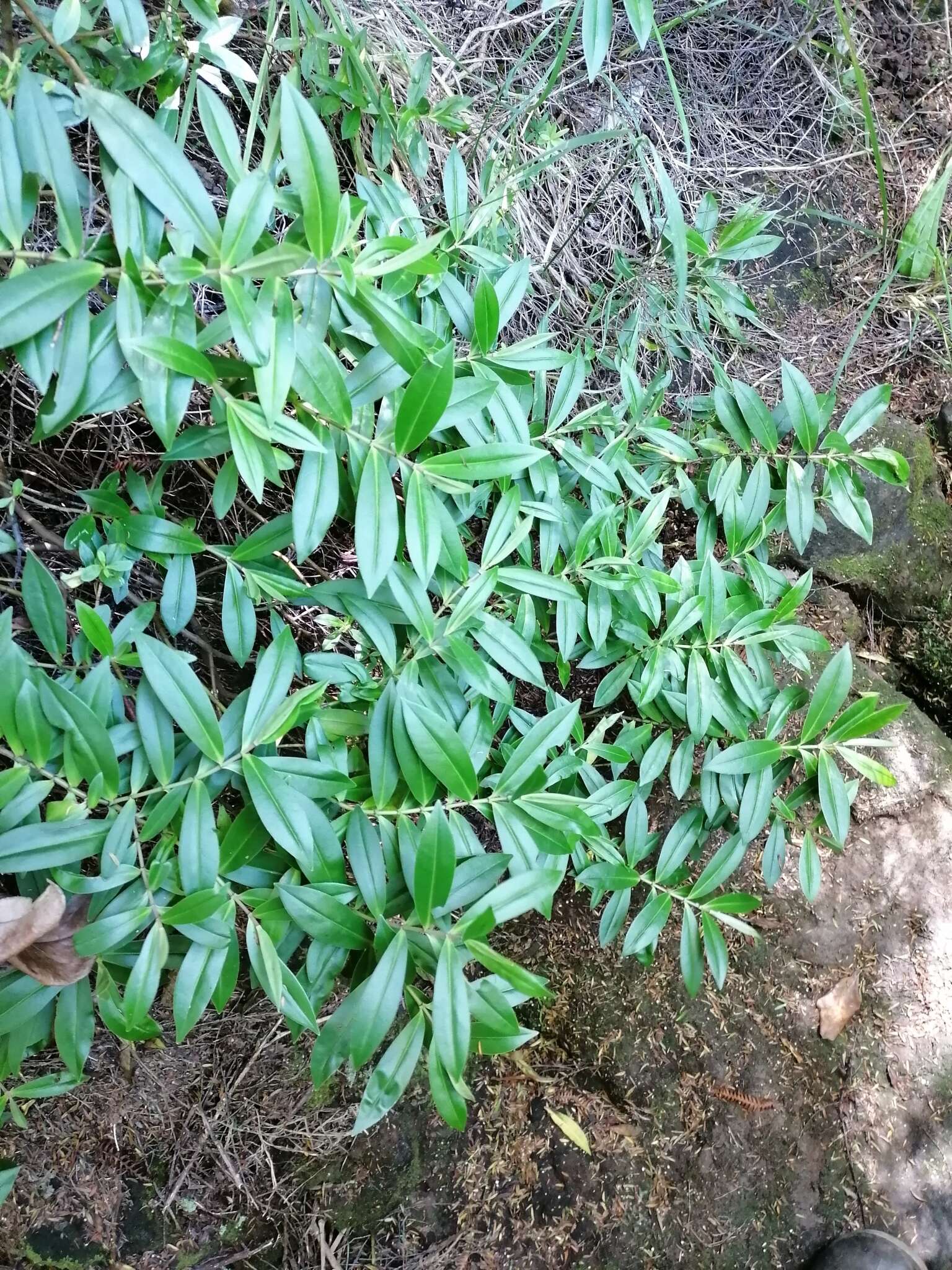 صورة Veronica stricta var. macroura (Hook. fil. ex Benth.) Garn.-Jones