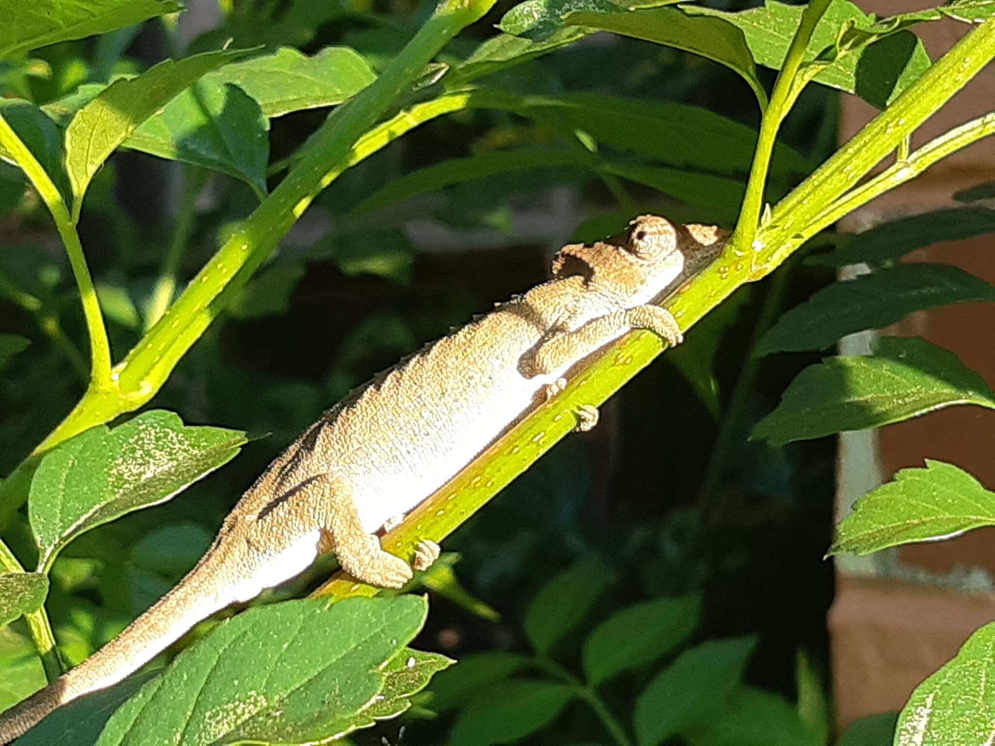 Image of Dhlinza Dwarf Chameleon