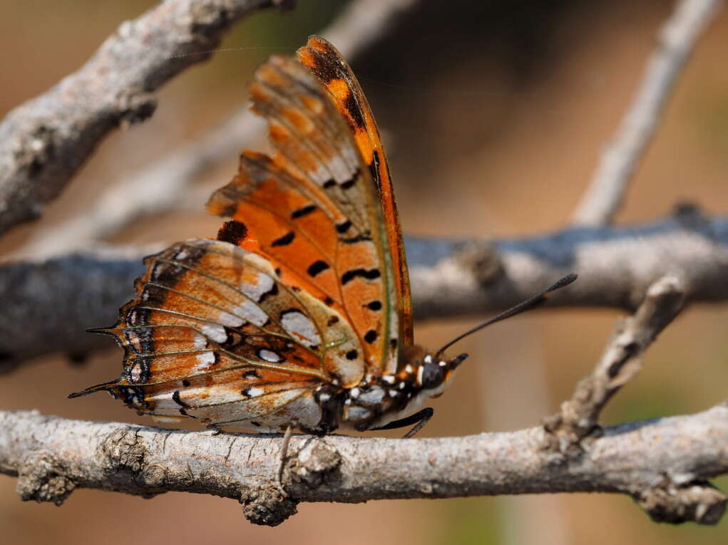 صورة Charaxes jahlusa rex Henning 1978