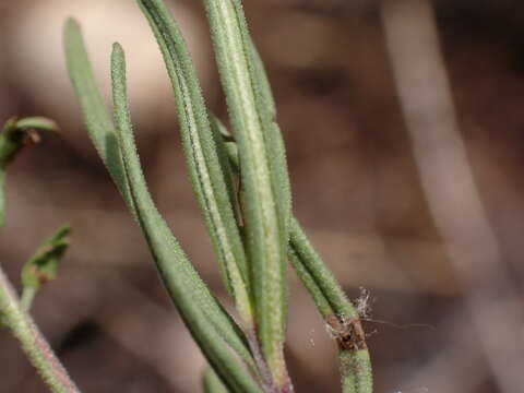 Image of Veronica satureiifolia Poit. & Turp.