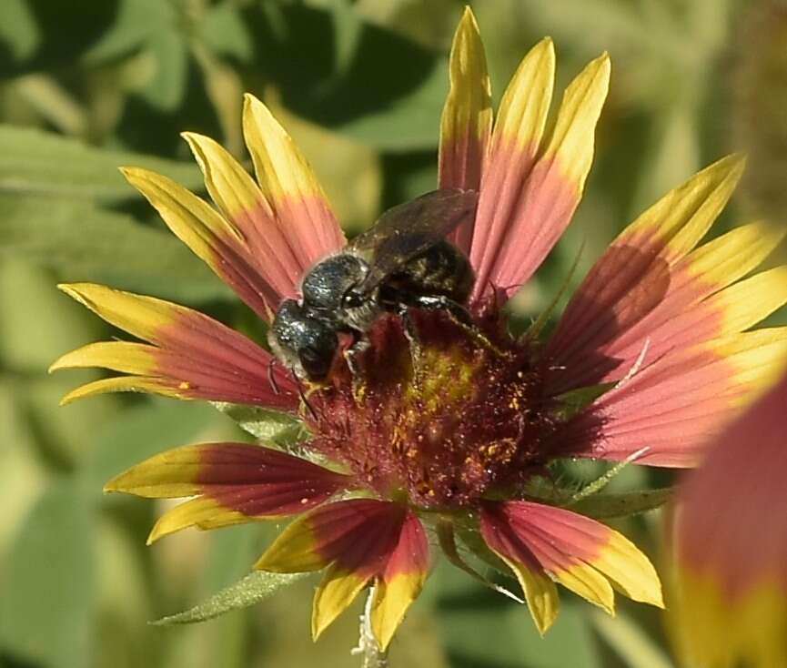 Osmia texana Cresson 1872的图像