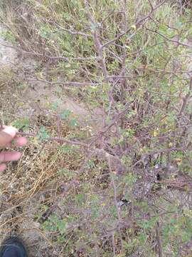 Image of Bursera laxiflora S. Wats.