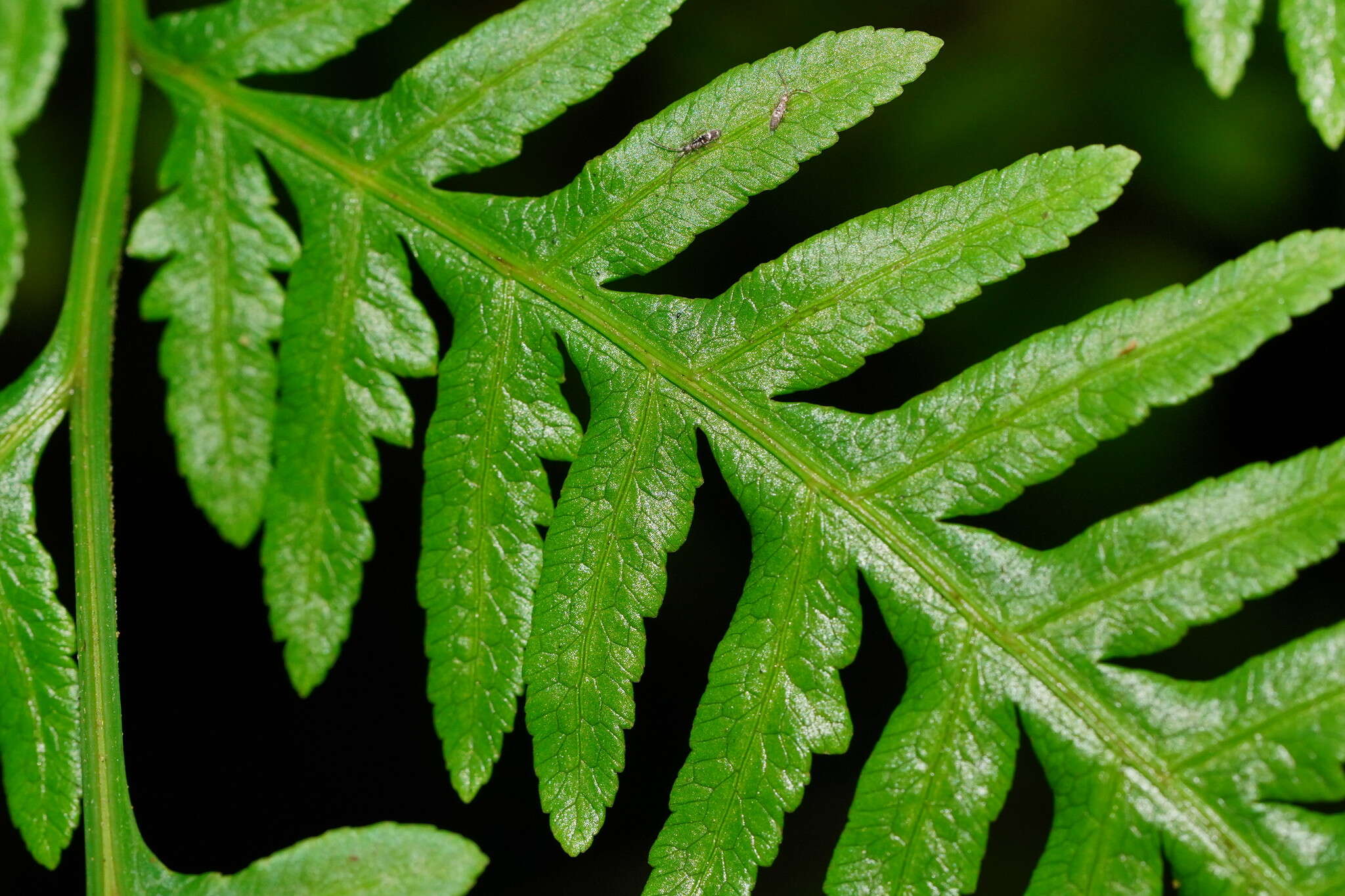 Image of Pteris epaleata D. J. Ohlsen