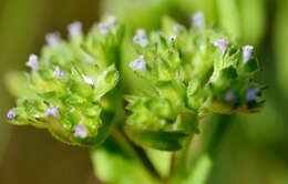 Image of Italian cornsalad