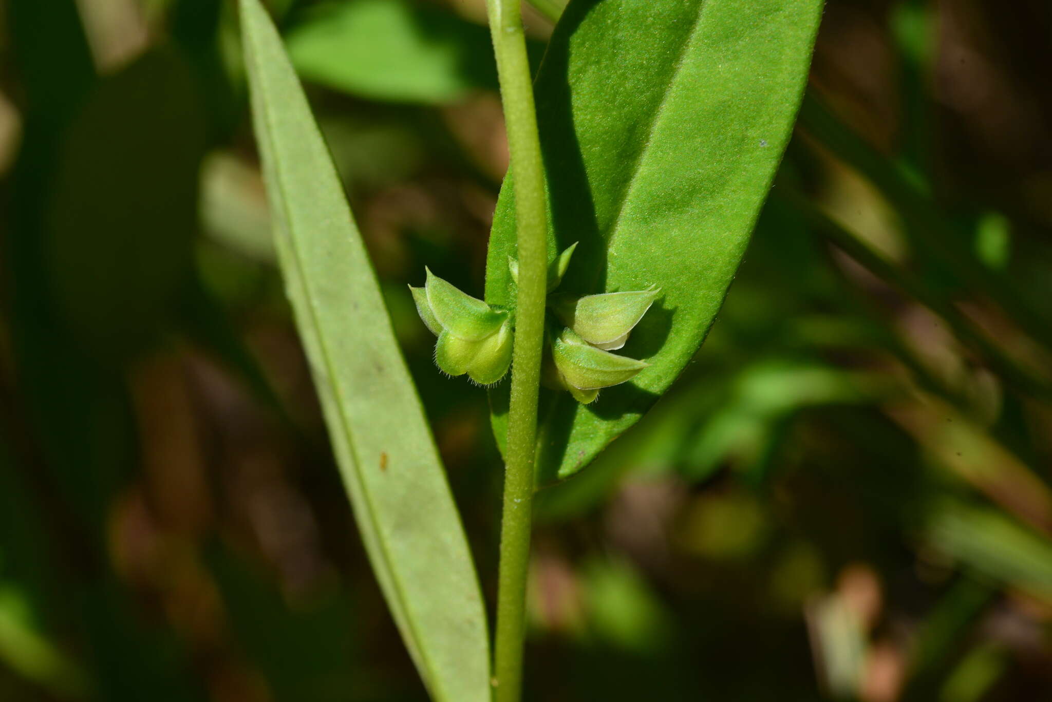 Image of Polygala glomerata Lour.