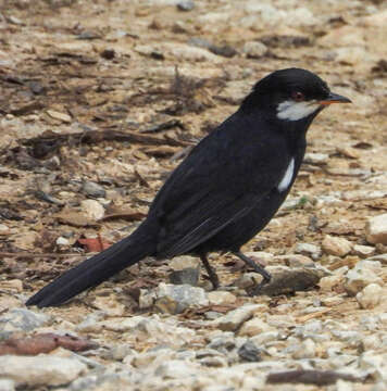 Image of Black Solitaire