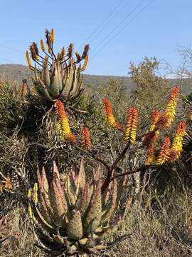 Aloe spectabilis Reynolds resmi