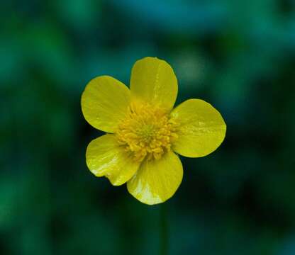 Image of showy buttercup