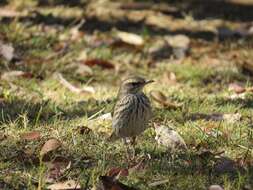 Image of Striped Pipit