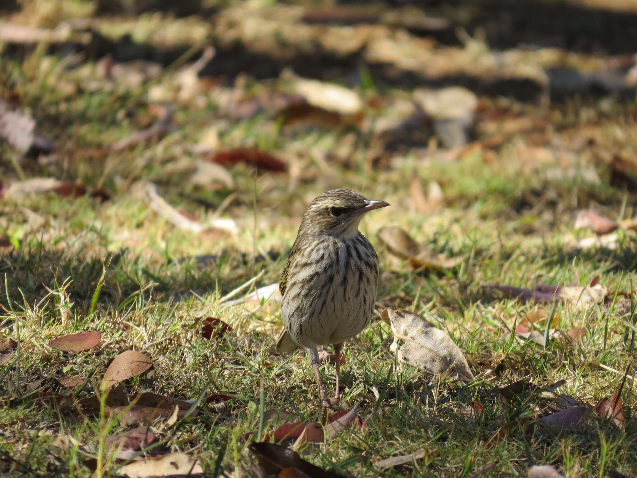 Image of Striped Pipit