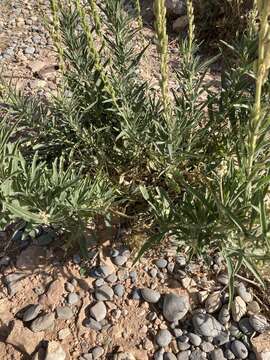 Image of Reseda villosa Coss.