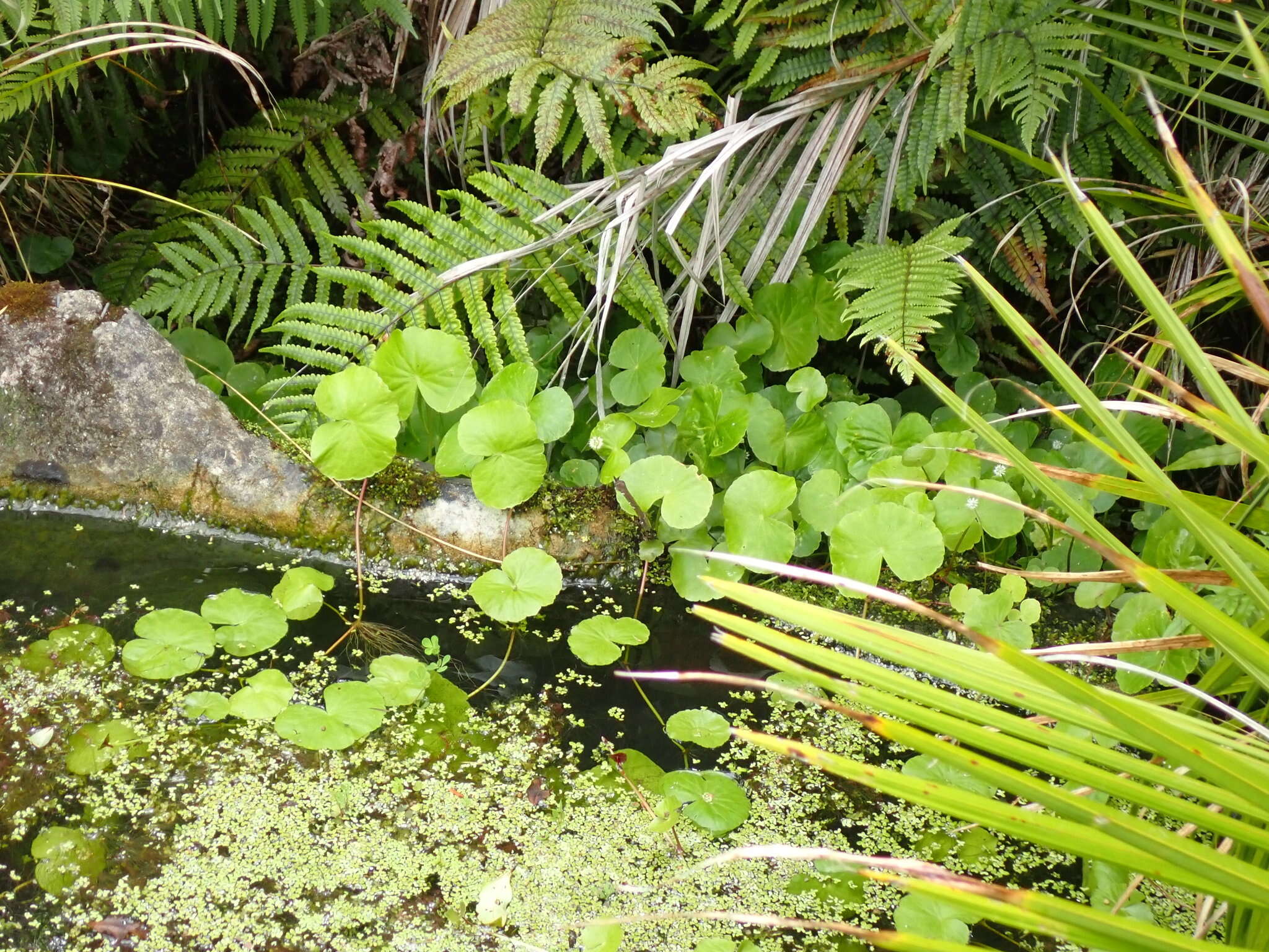 Imagem de Hydrocotyle leucocephala Cham. & Schltdl.