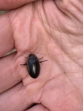 Image of Hydaticus (Hydaticus) continentalis J. Balfour-Browne 1944