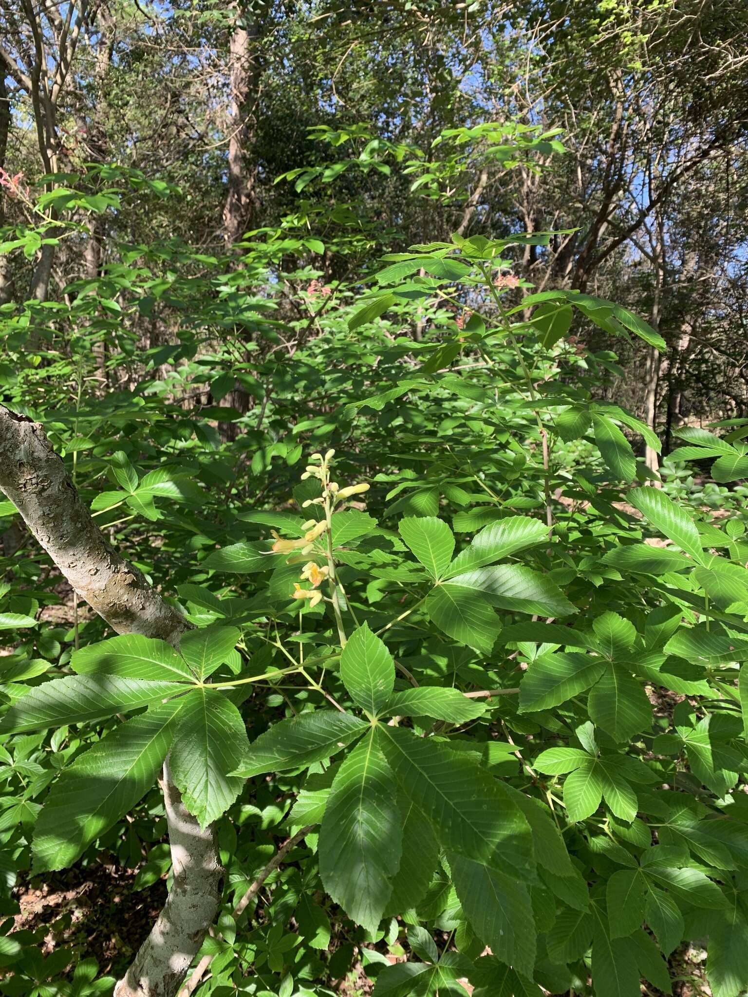 Imagem de Aesculus pavia var. flavescens (Sarg.) Correll