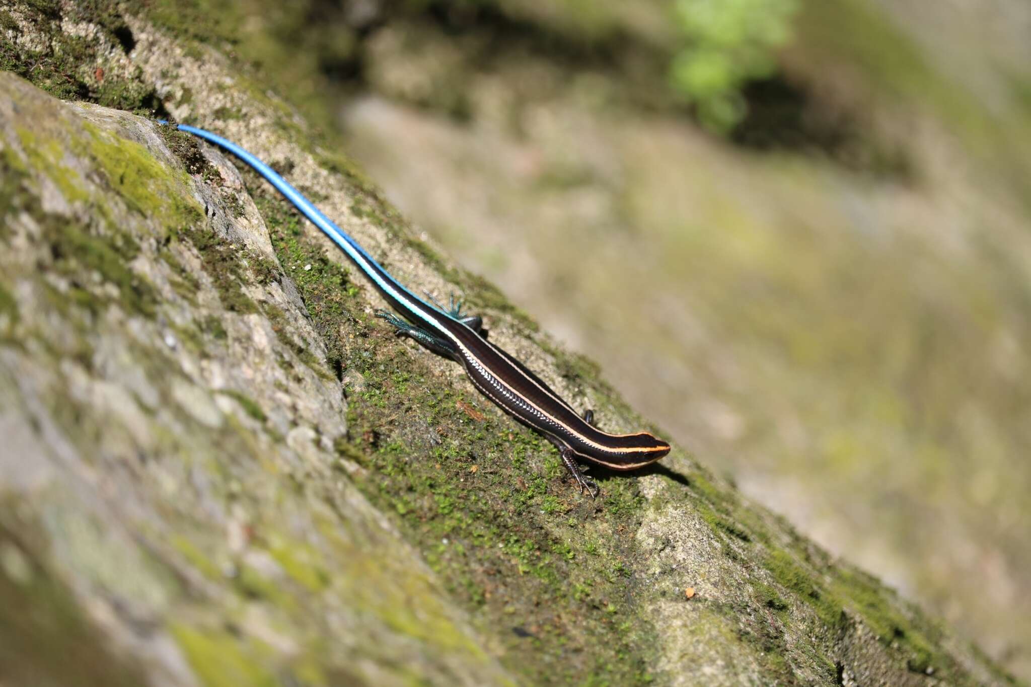 Image of Four-striped Skink