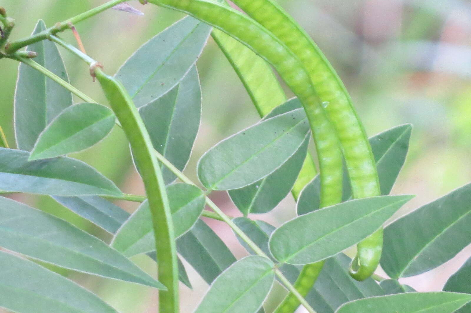 Image of privet senna