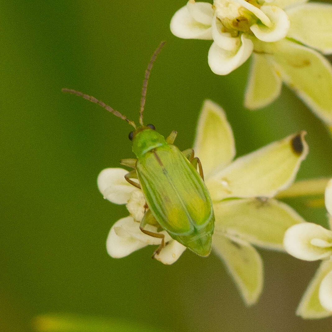 Image of Northern Corn Rootworm