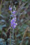 Image of eastern silver aster