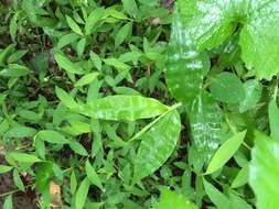 Image of Wavyleaf Basketgrass