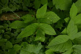 Image of Puccinia aegopodii (Schumach.) Link 1817