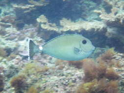 Image of Banded Unicornfish