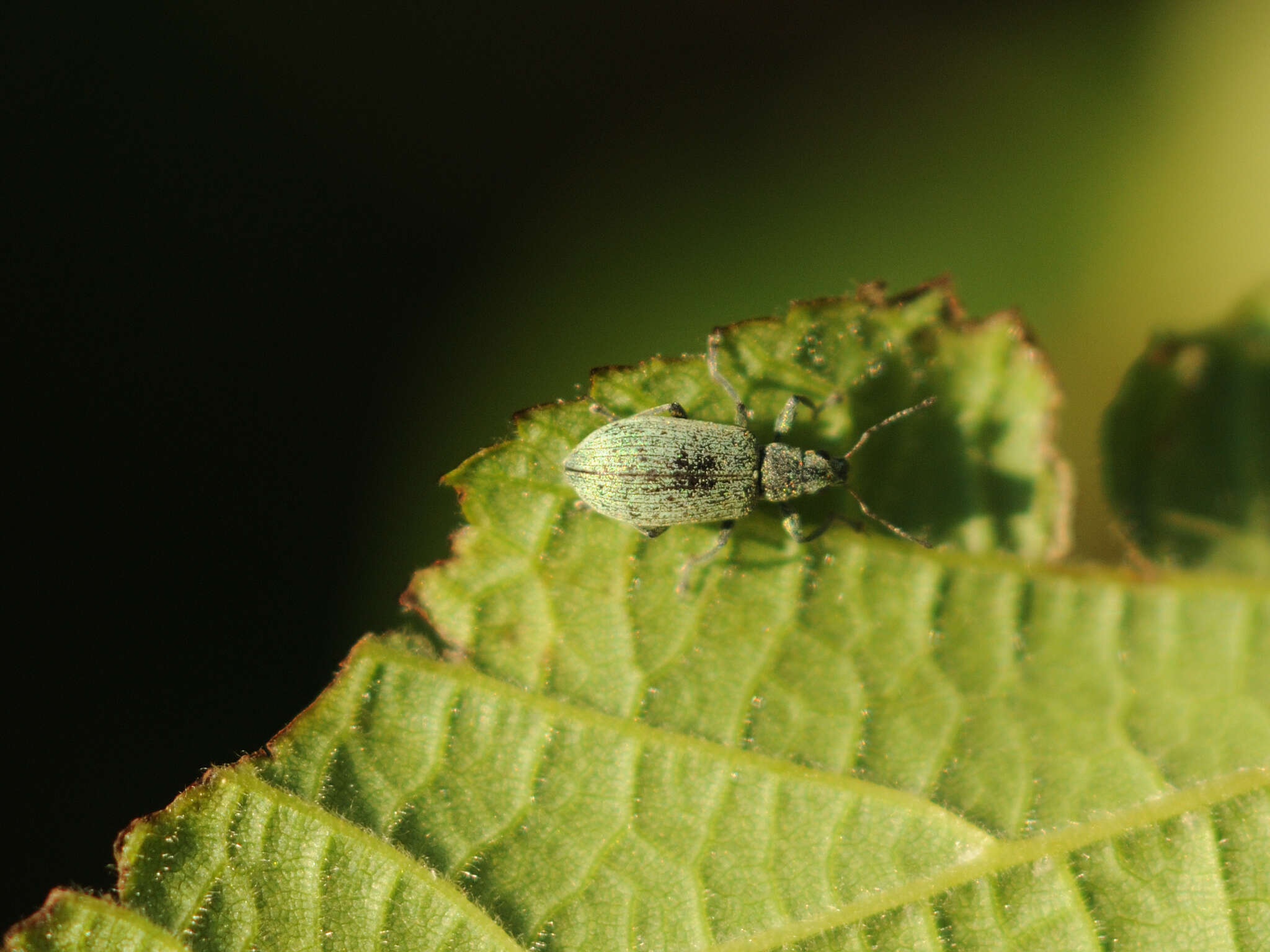 Polydrusus (Eurodrusus) cervinus (Linnaeus 1758) resmi